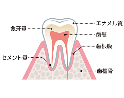 健康な歯の構造